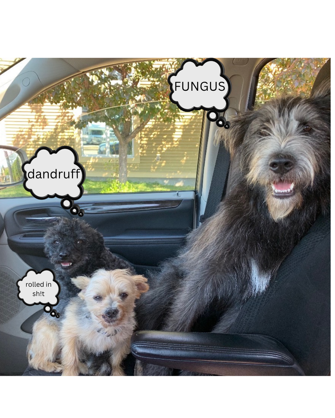 THE WHOLE STANKIN' FAMILY PACK (PICK 3 )