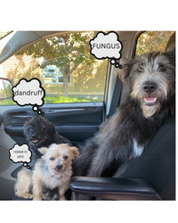 THE WHOLE STANKIN' FAMILY PACK (PICK 3 )