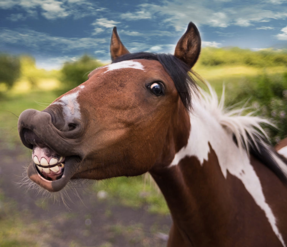 Brown and white horse pulling a goofy face at the camera