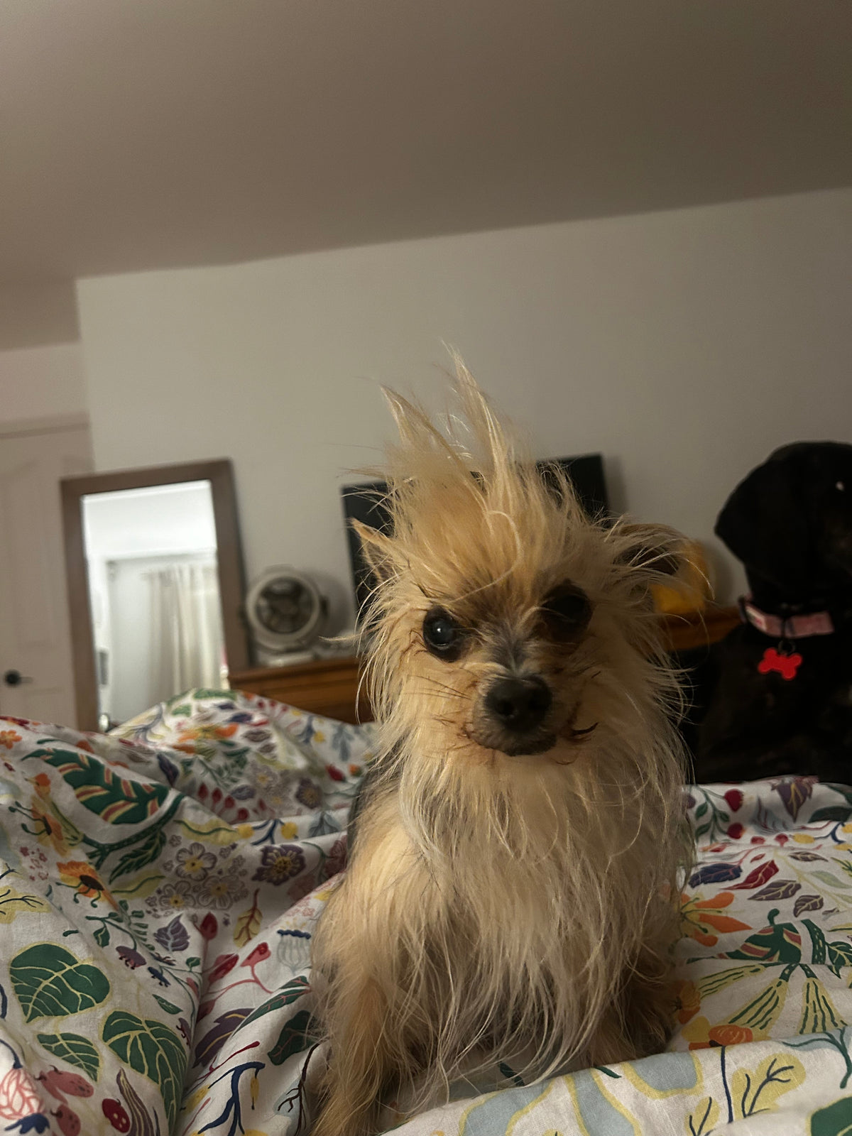 Scruffy little dog with messy fur sitting on a bed