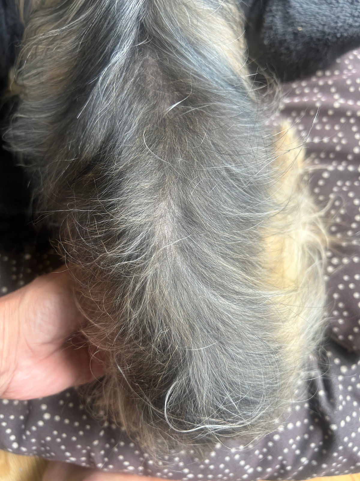 Dog STANK 8 OUNCE