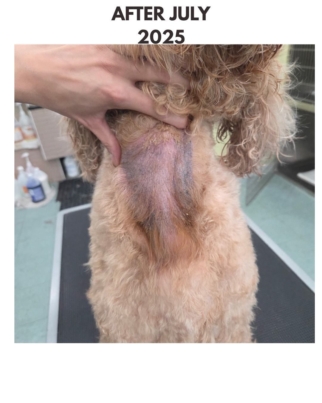 Dog STANK 8 OUNCE