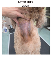 Dog STANK 8 OUNCE