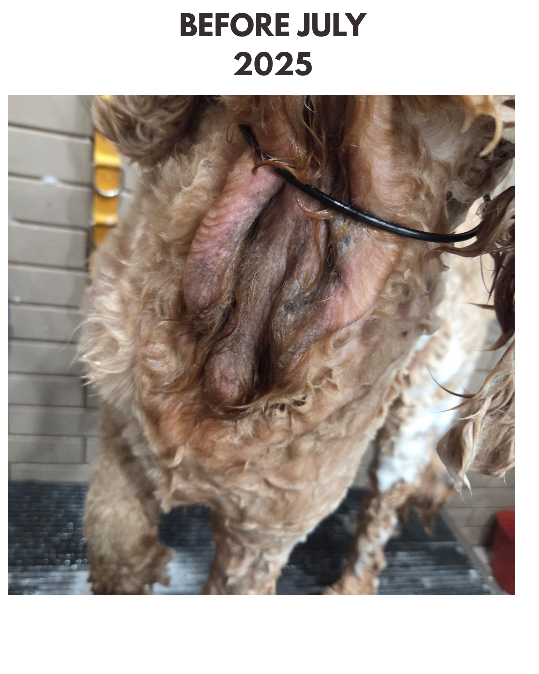 Dog STANK 8 OUNCE
