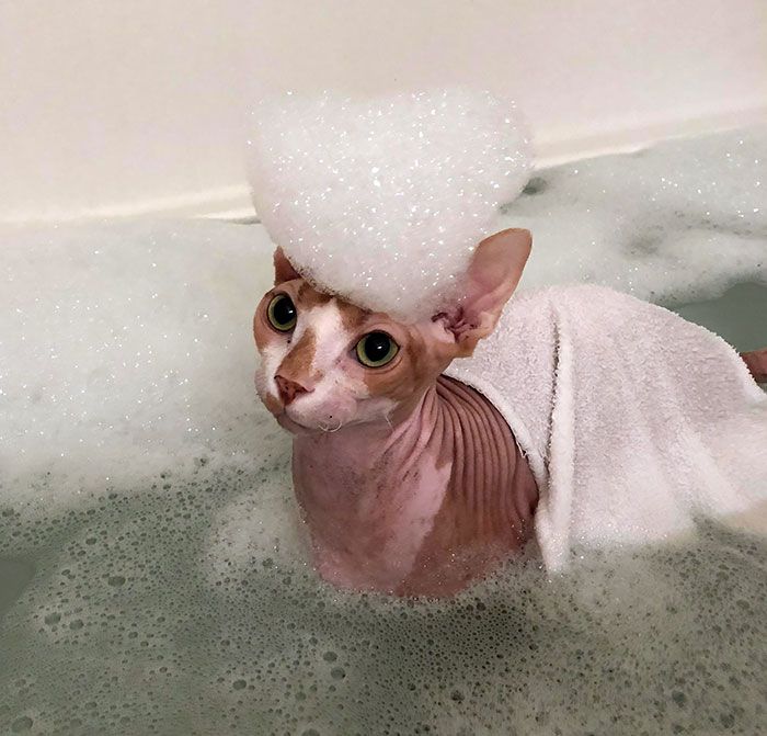 Sphynx STANK