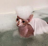 Sphynx STANK