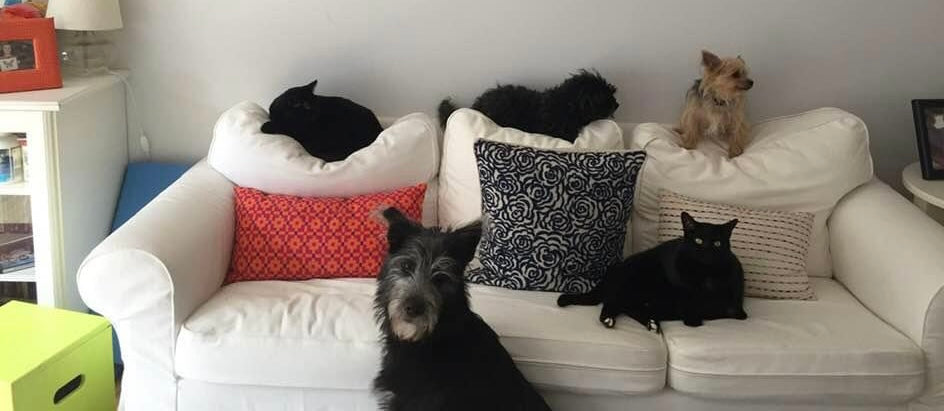 Dogs and cats lounging on a white sofa