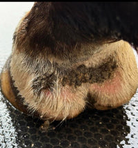 Horse Wash 8 ounce