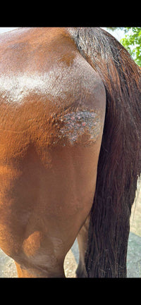 Horse Wash 8 ounce