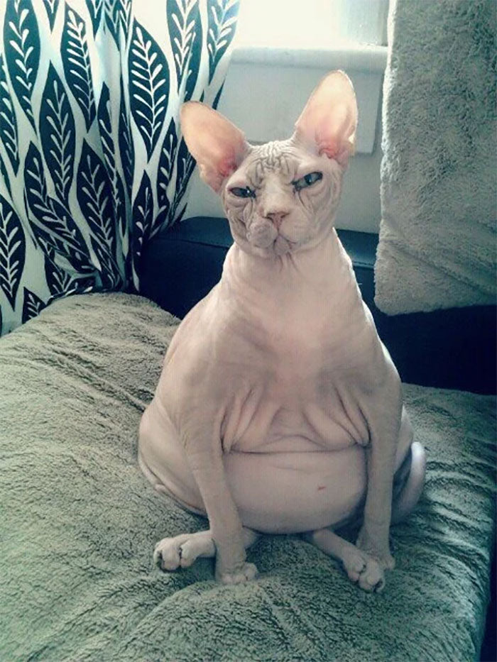 Sphynx STANK