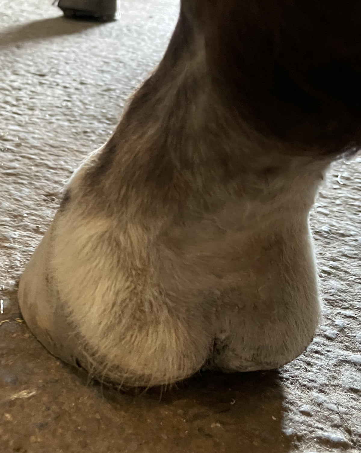 Horse Wash 8 ounce